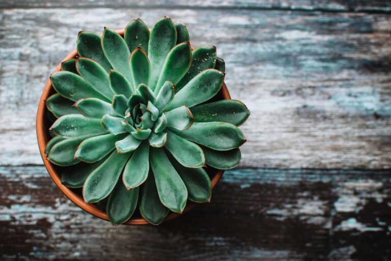 A vibrant green succulent in a pot placed on a rustic wooden table, showcasing natural beauty.